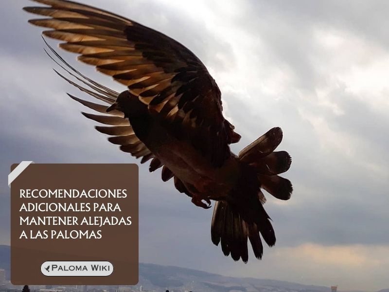 Recomendaciones adicionales para mantener alejadas a las palomas