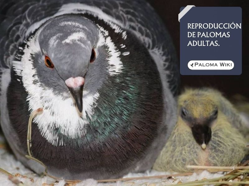 Reproducción de palomas adultas.