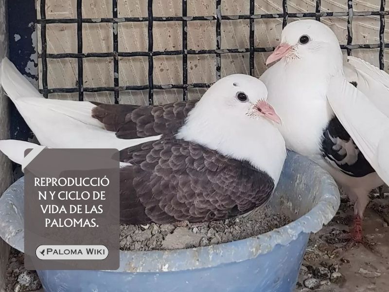 Reproducción y ciclo de vida de las palomas.