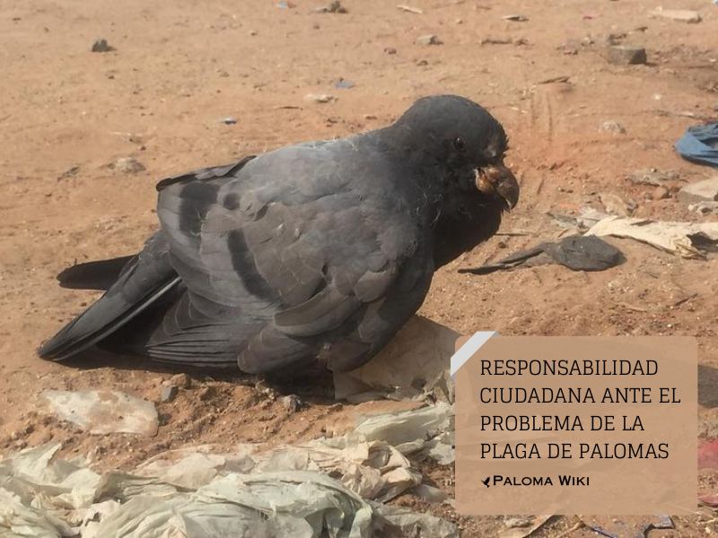 Responsabilidad ciudadana ante el problema de la plaga de palomas