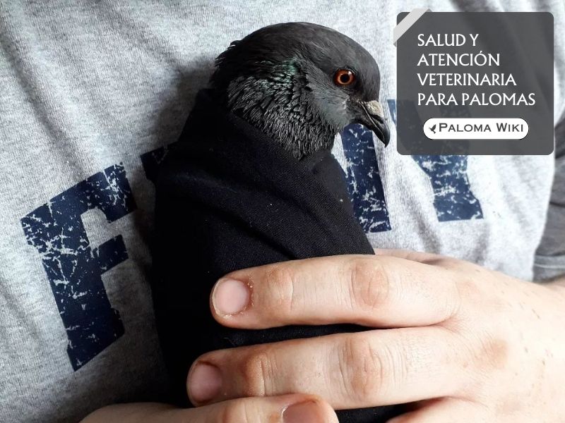 Salud y atención veterinaria para palomas