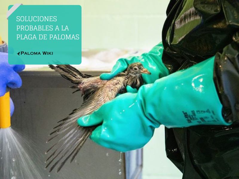 Soluciones probables a la plaga de palomas