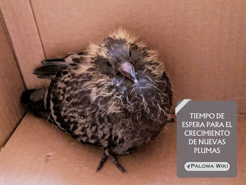 Tiempo de espera para el crecimiento de nuevas plumas