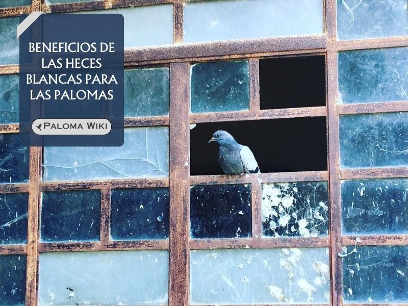 Beneficios de las heces blancas para las palomas