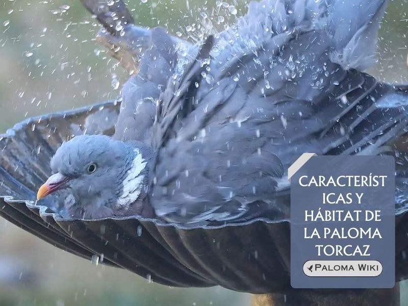 Características y hábitat de la paloma torcaz