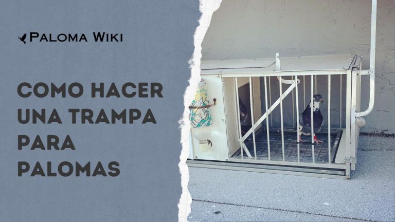 Como Hacer Una Trampa Para Palomas