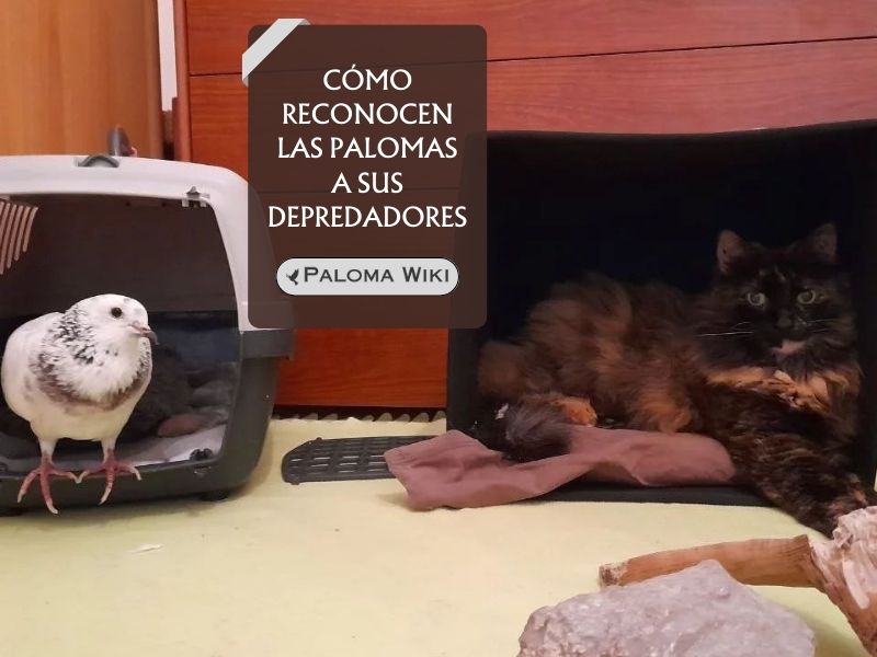 Cómo reconocen las palomas a sus depredadores