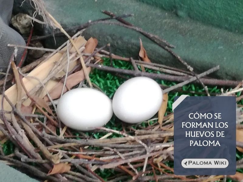 Cómo se forman los huevos de paloma