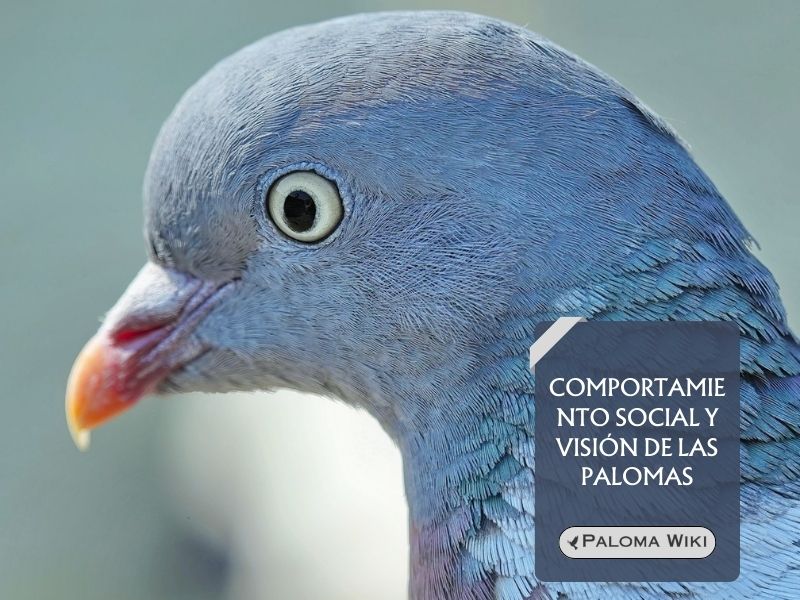 Comportamiento social y visión de las palomas