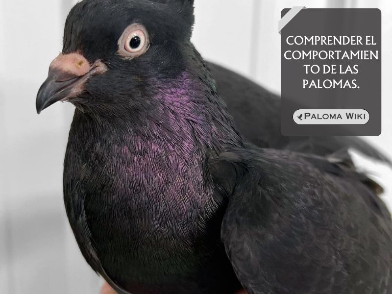 Comprender el comportamiento de las palomas.