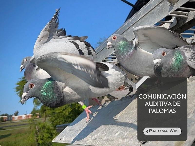 Comunicación auditiva de palomas