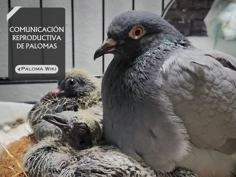 Comunicación reproductiva de palomas