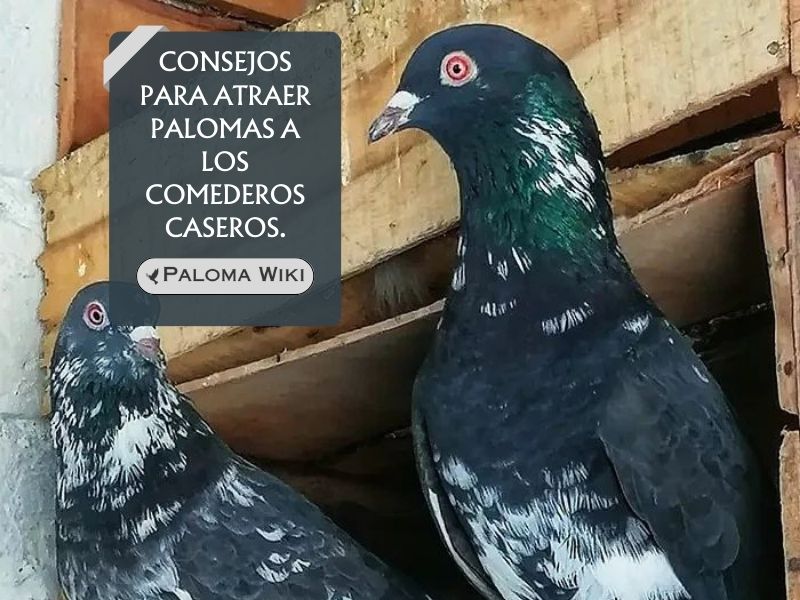 Consejos para atraer palomas a los comederos caseros.