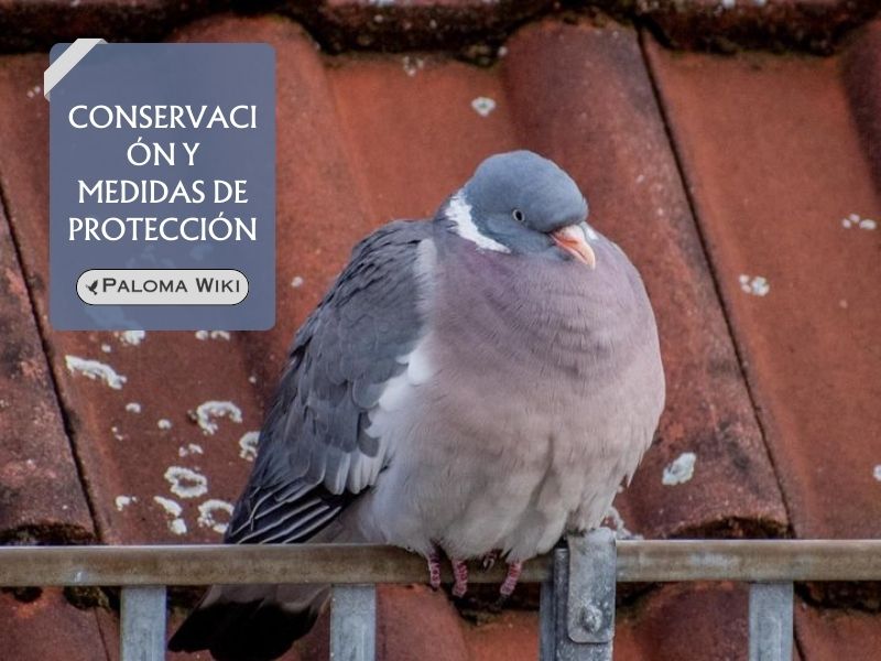 Conservación y medidas de protección