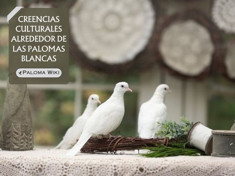 Creencias culturales alrededor de las palomas blancas