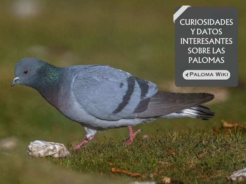 Curiosidades y datos interesantes sobre las palomas