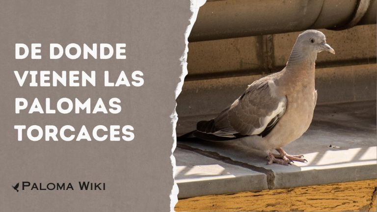 De Donde Vienen Las Palomas Torcaces