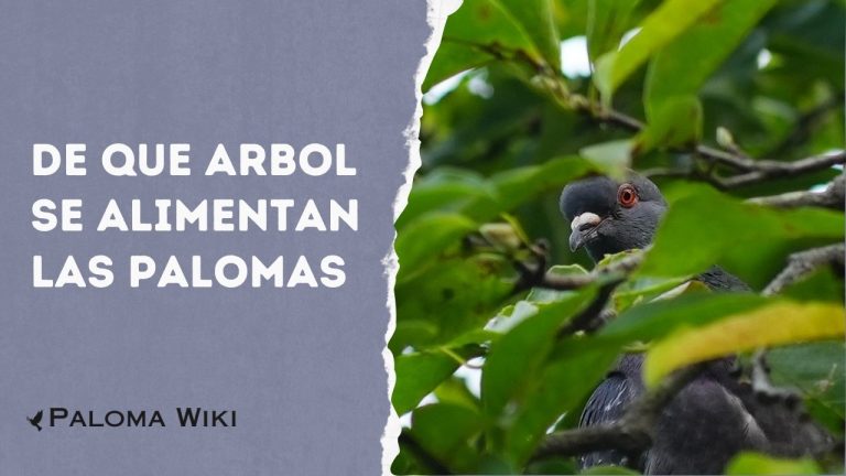 De Que Arbol Se Alimentan Las Palomas?