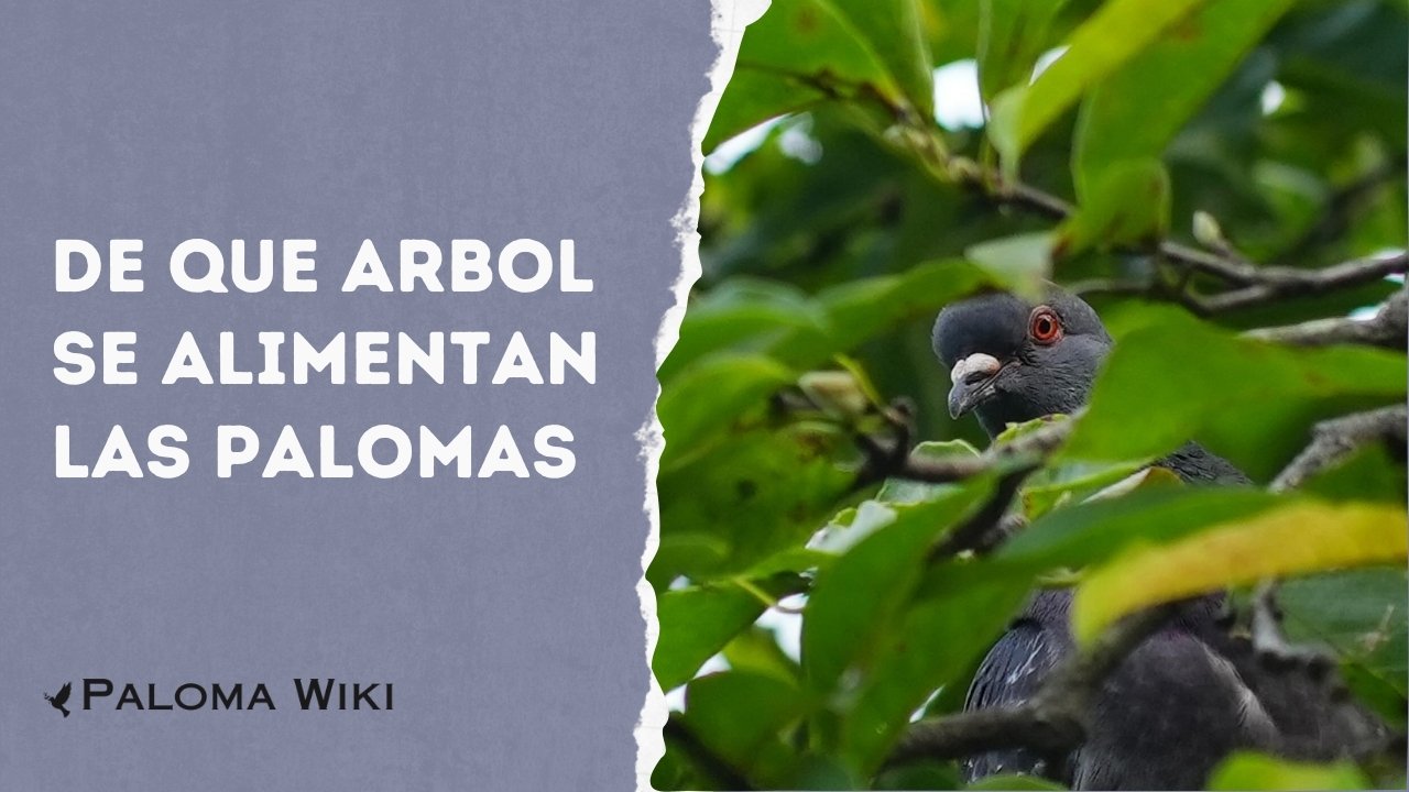 De Que Arbol Se Alimentan Las Palomas