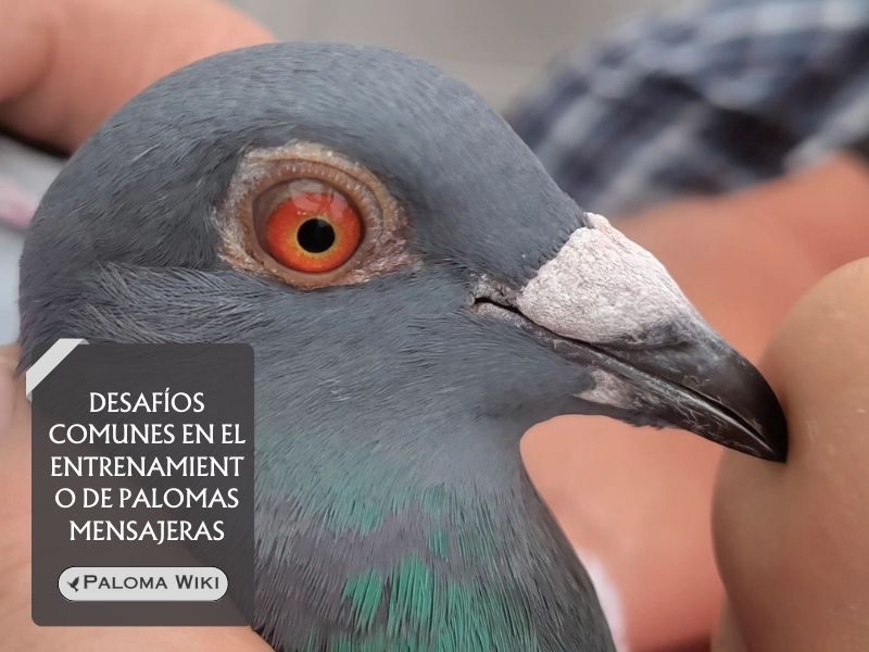 Desafíos comunes en el entrenamiento de palomas mensajeras