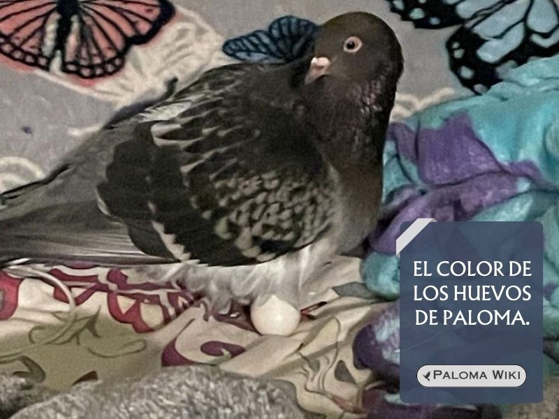 El color de los huevos de paloma.