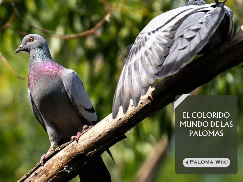 El colorido mundo de las palomas