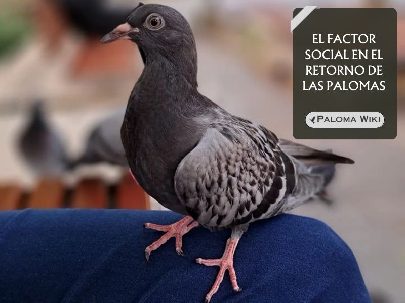 El factor social en el retorno de las palomas