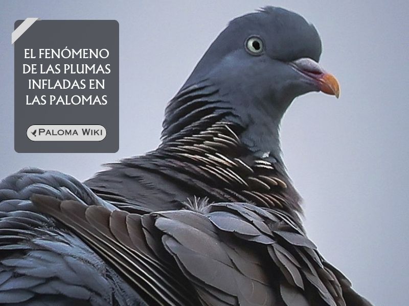 El fenómeno de las plumas infladas en las palomas