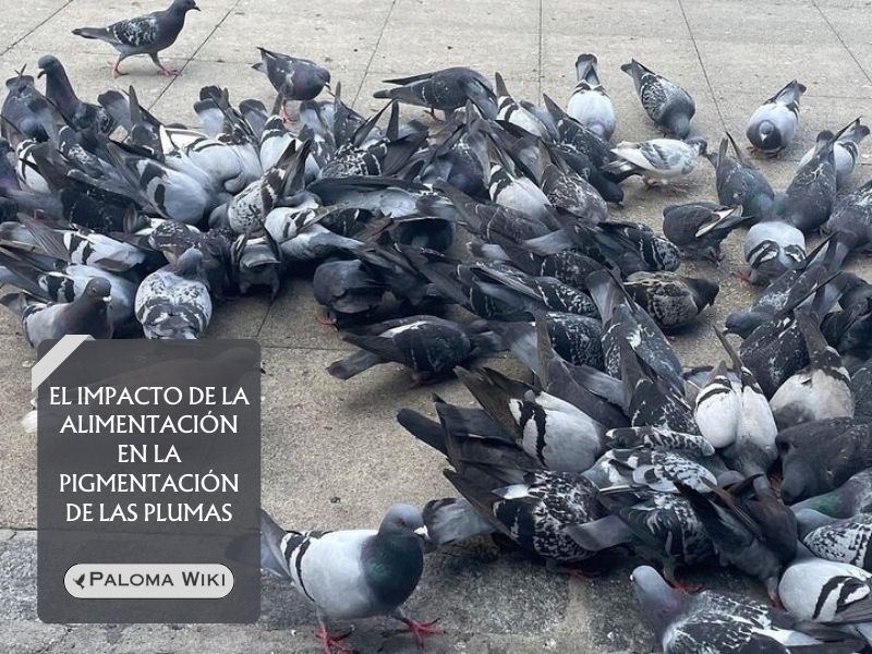 El impacto de la alimentación en la pigmentación de las plumas