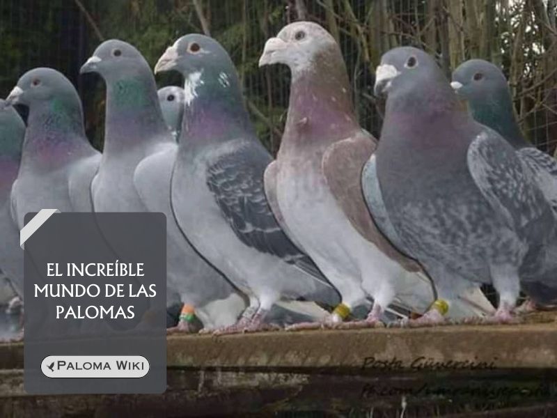 El increíble mundo de las palomas