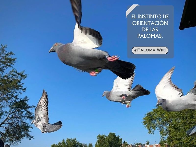 El instinto de orientación de las palomas.