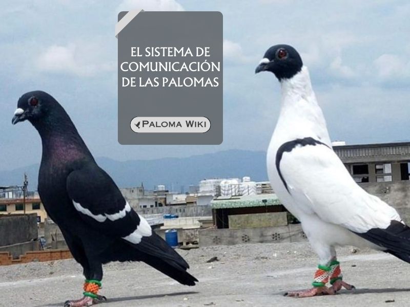 El sistema de comunicación de las palomas