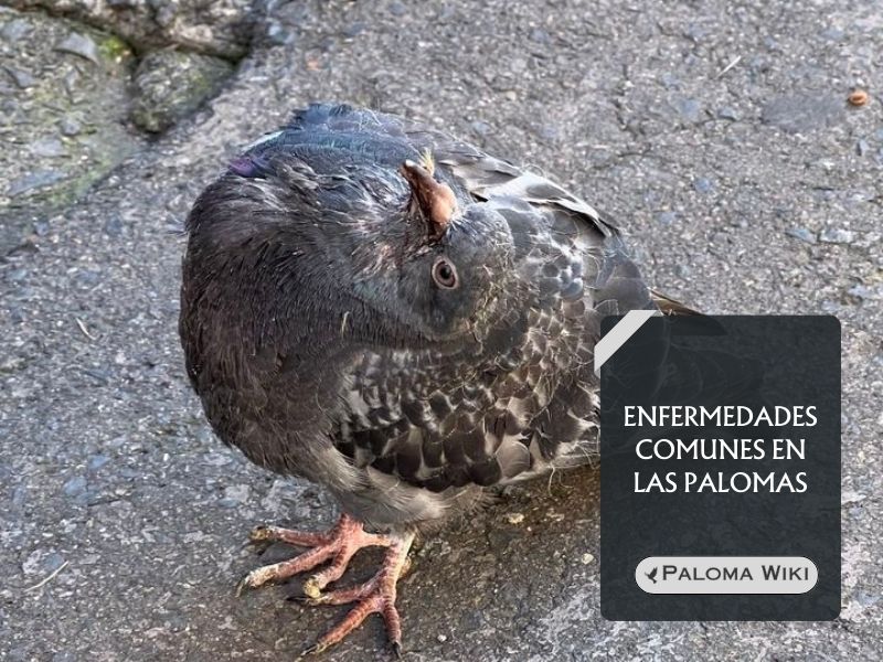 Enfermedades comunes en las palomas