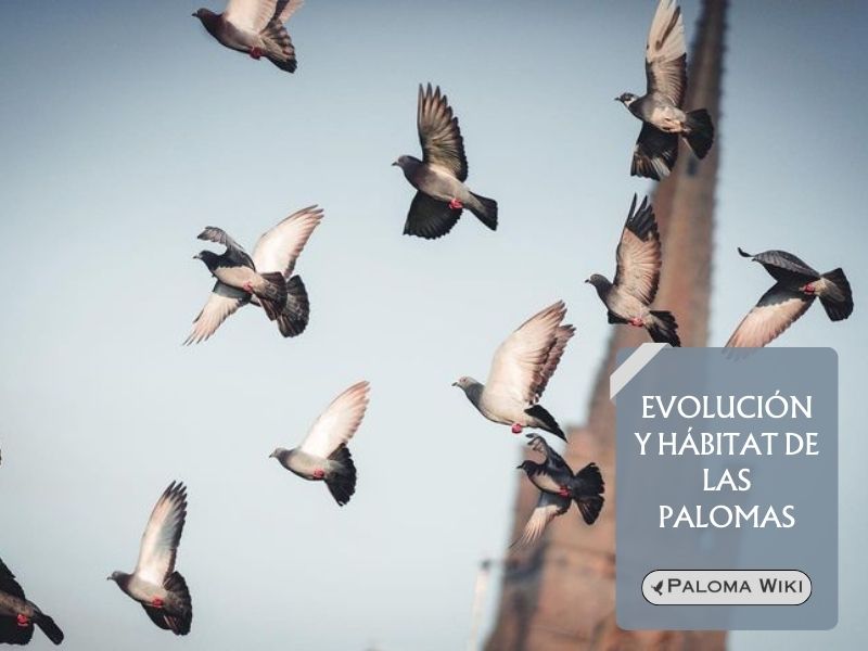 Evolución y hábitat de las palomas