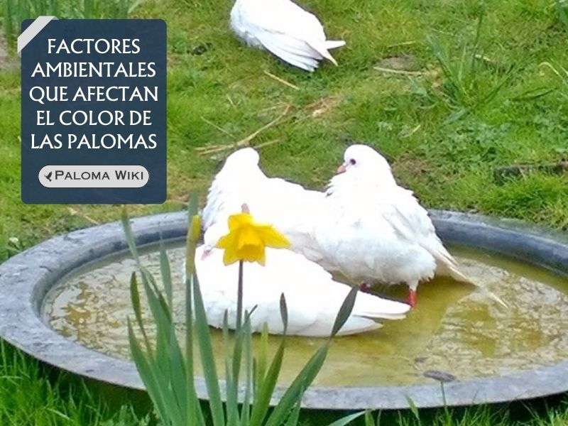 Factores ambientales que afectan el color de las palomas