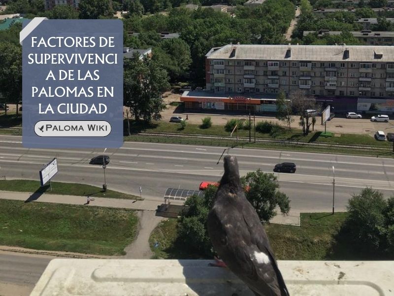 Factores de supervivencia de las palomas en la ciudad