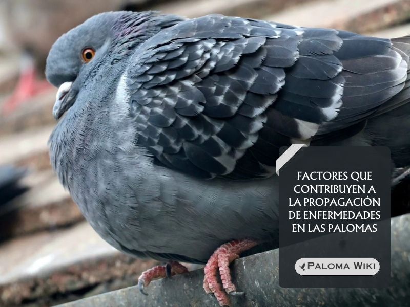 Factores que contribuyen a la propagación de enfermedades en las palomas