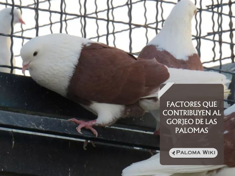 Factores que contribuyen al gorjeo de las palomas