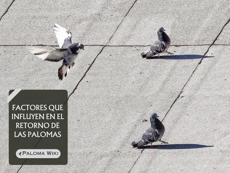 Factores que influyen en el retorno de las palomas