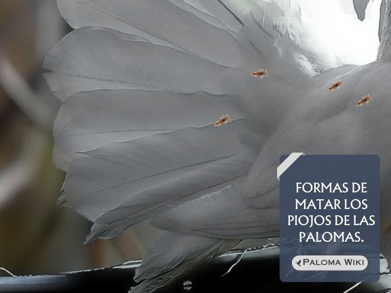 Formas de matar los piojos de las palomas.