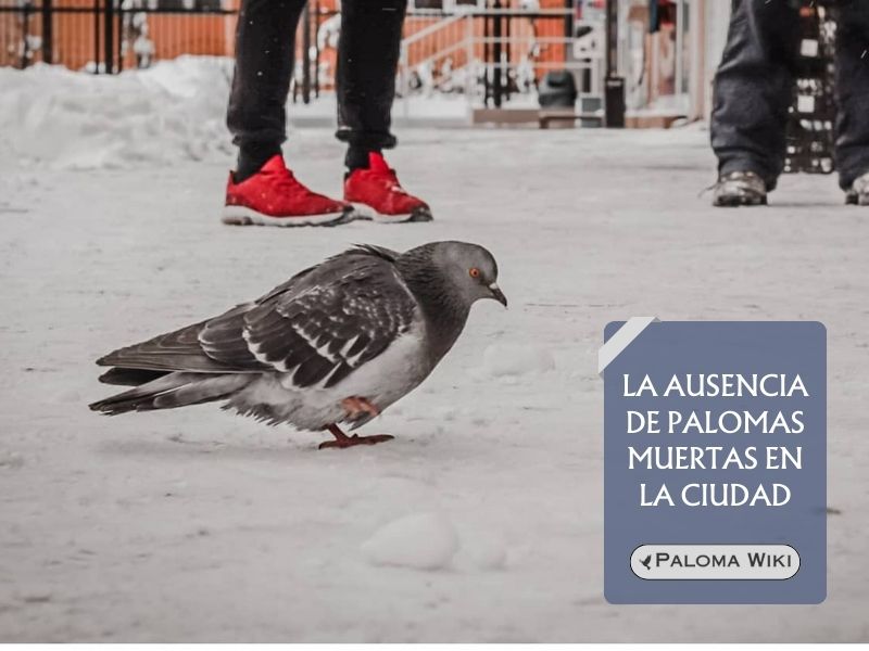 La ausencia de palomas muertas en la ciudad