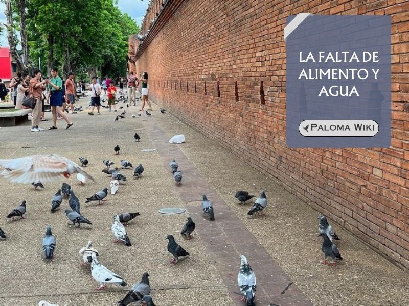 La falta de alimento y agua