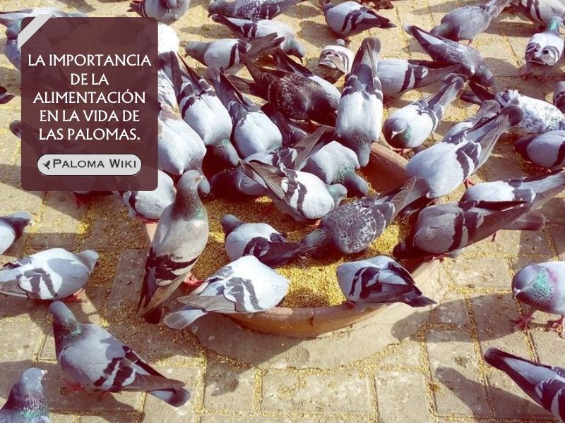 La importancia de la alimentación en la vida de las palomas.