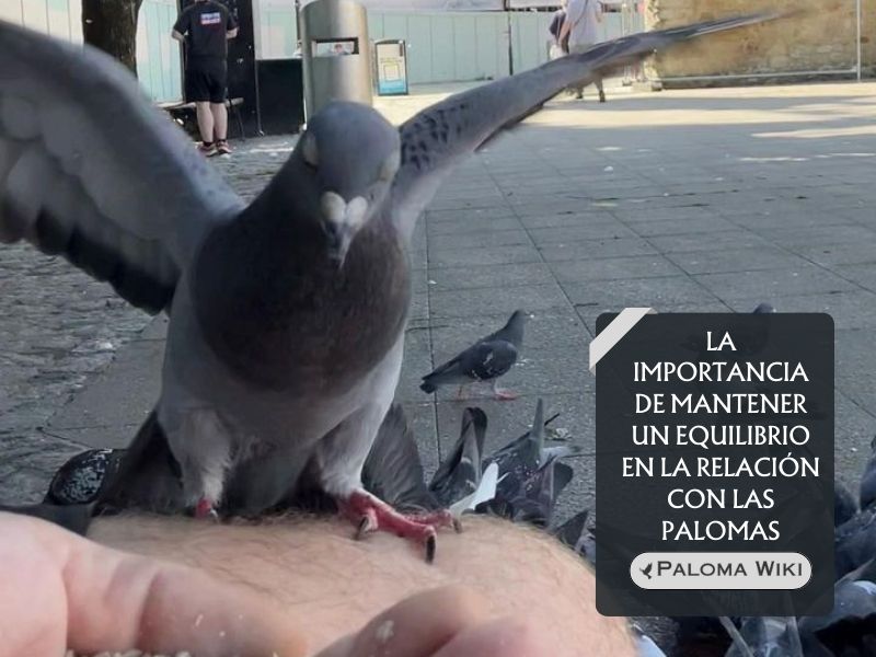 La importancia de mantener un equilibrio en la relación con las palomas