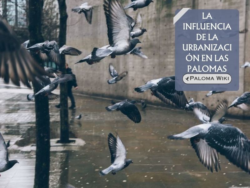 La influencia de la urbanización en las palomas