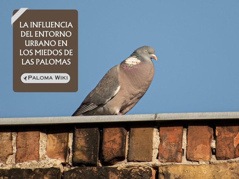 La influencia del entorno urbano en los miedos de las palomas