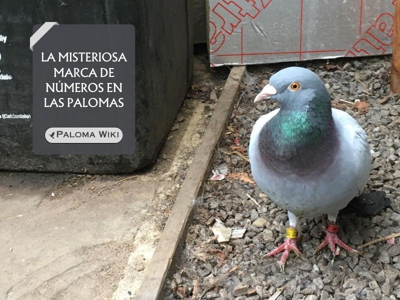 La misteriosa marca de números en las palomas