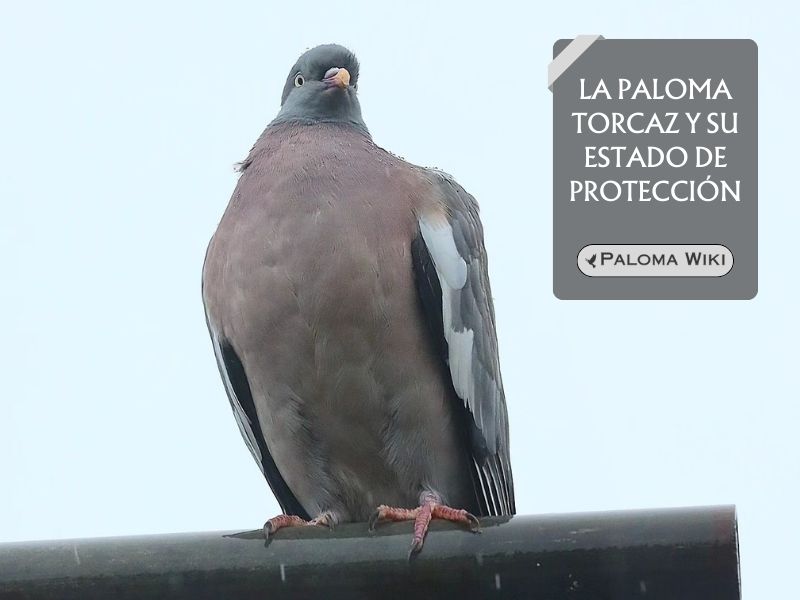 La paloma torcaz y su estado de protección