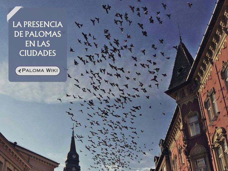 La presencia de palomas en las ciudades