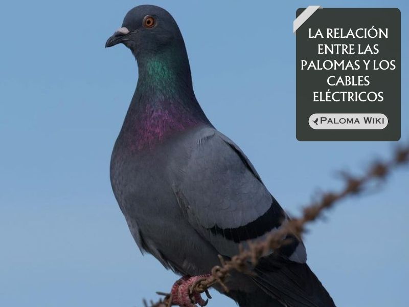 La relación entre las palomas y los cables eléctricos